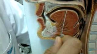 Anatomia  Músculos da Língua  Dr Rhuan Carlos [upl. by Kimmel]