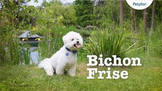 Bichon Frise Breed Information Temperament Lifespan amp more  Petplan [upl. by Aleakam]