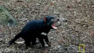 Bite of the Tasmanian Devil  National Geographic [upl. by Hagai93]