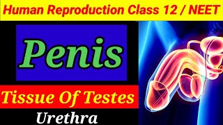 Penis  Tissue Of Testes  Human Reproduction Class 12 [upl. by Idid578]