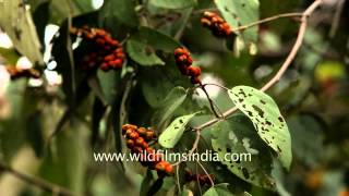 Rohini or Mallotus philippensis tree in flower Rajaji National Park Dehra dun [upl. by Llerehc5]