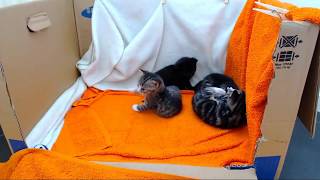 Kittencam  247 kitten livestream [upl. by Akinej]