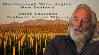 Marlborough Sauvignon Blanc Wine Region New Zealand Travel Video Guide [upl. by Eimrej761]