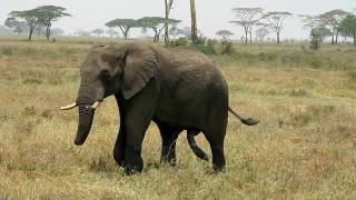 Well Endowed Elephant Chasing A Female [upl. by Gereld166]