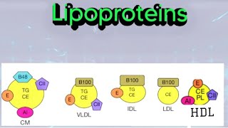 Lipoproteins Chylomicrons VLDL LDLHDL biochemistry metabolism lipid lipoprotein [upl. by Demp]