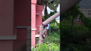 Tree cutter Arul kaniyakumari top tree cutter [upl. by Yank]