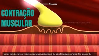 CONTRAÇÃO MUSCULAR mecanismo molecular [upl. by Ailaht873]