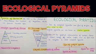 Ecological pyramids  Ecological pyramids in ecosystem  Ecological pyramids and its types [upl. by Lombardi723]