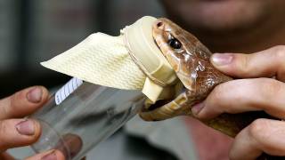 The worlds most venomous snake  Milking the Inland Taipan [upl. by Ilyk]