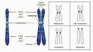 Chromosomes Groups According to Centromere Position [upl. by Tnilk]