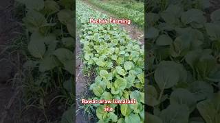 Everyday lumalaki ang pechay  shorts pechayfarming vegetablefarming plants vegetables Farming [upl. by Kaltman]