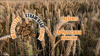 Straw Bear online Appalachian step dancing [upl. by Eislek153]