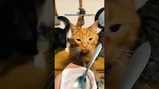 Funny cat 14  trending trendingshorts tiktok trend fyp viralvideo vlog humor funny [upl. by Ivie]