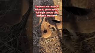 Serpiente muy enojada avisando que está lista para morder 😳 viralshortyoutube viralfyp atodos [upl. by Blainey28]