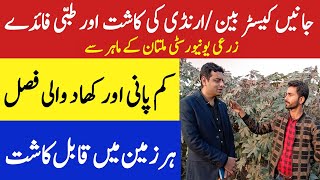 Castor Bean Farming in Pakistan Arindکیسٹر آئل Ki Kasht Profitable Arind Farming castor oil [upl. by Kyrstin]