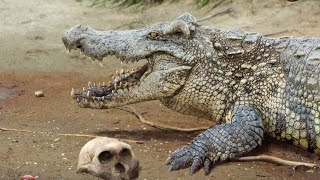 Crocodylus Anthropophagus  Devorador de Homínidos  PaleoPedias 🐊 [upl. by Amargo688]