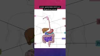 Liver pancreas and our digestive juices digestion GIT gastrointestinal digestivesystem bile [upl. by Amliw60]