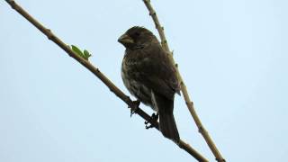 Thickbilled Weaver Female [upl. by Ruy338]