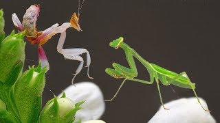 Praying Matis vs mantis  a territory dispute war [upl. by Aihsek]