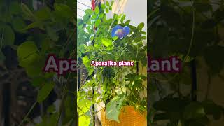 aprajita gardening flowers nature short shortsfeed ytviral likeandsubscribe youtubeshorts [upl. by Rhu]