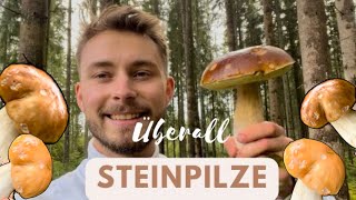 Überall Steinpilze  Steinpilze sammeln im Oktober 🍄‍🟫🍄 [upl. by Eilliw]