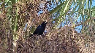 Grackle Singing [upl. by Nothsa]