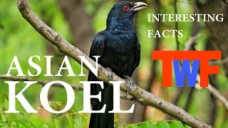 KOEL  CUCKOO  FACTS [upl. by Naugan]