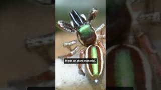 Bagheera Kiplingi The Worlds Only Vegetarian Spider [upl. by Nlycaj]