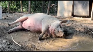 Peter the Mangalitsa Pig  Mud Pit Belly Flop [upl. by Chilson219]