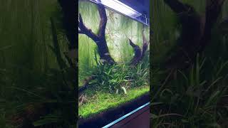 nano fish planted aquarium setup feeds aquarium fyp [upl. by Ticknor]