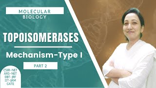 Topoisomerases  Mechanism of Type I Topoisomerases  CSIRNETJRF  Molecular Biology [upl. by Nemlaz]