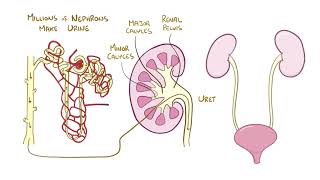 Anatomy and physiology of the renal system [upl. by Eiryt323]