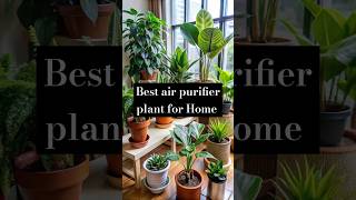 We Tested The Best AirPurifying Indoor Plants [upl. by Delilah473]