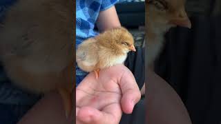 Do Chickens Dream🐓 Chickens for kids🐥 Baby chicks video for kindergarten kidsshorts kidslearning [upl. by Ruella996]