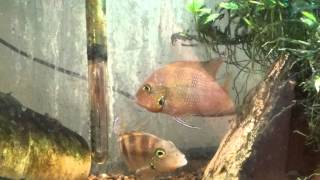 Thorichthys Helleri chacamax spawning [upl. by Ailehpo]