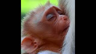 Adorable baby monkey has good dream [upl. by Remo]