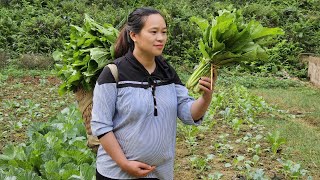 A Day Of Harvesting Ginger amp Green Vegetables In The Garden Goes to market sell  Lý Thị Ca [upl. by Nyad]