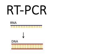 How we test for SARSCoV2  RTPCR Reverse Transcription PCR [upl. by Shu276]