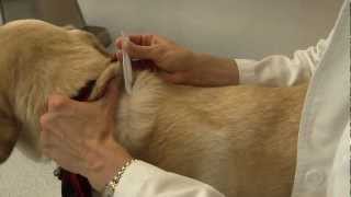 How to Apply Flea and Tick Medications [upl. by Kokaras233]