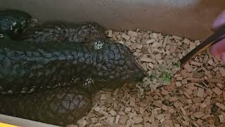 female shingleback skink [upl. by Ehrsam]