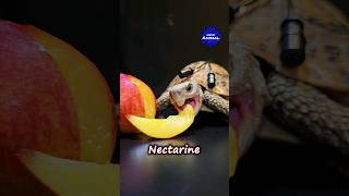 ASMR Eating Nectarine Mukbang 🐢 Turtle Tortoise [upl. by Suolekcin]