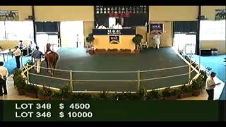 2012 Adelaide Yearling Sales Session 2 [upl. by Ekard]