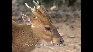 Indian muntjac or Barking Deer [upl. by Ened819]