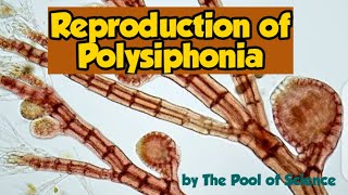 Reproduction of Polysiphonia  Botany  BSc MSc by The Pool of Science [upl. by Notliw]