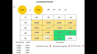 Tercera ley de Mendel explicación y ejercicios [upl. by Orth]