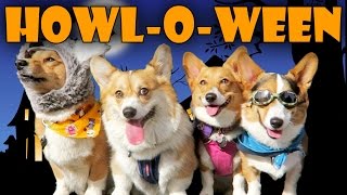 HALLOWEEN DOG COSTUME PARTY for CORGIS  Life After College Ep 447 [upl. by Noivert]