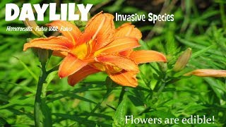 ⟹ DAYLILY  Hemerocallis fulva var fulva  Invasive species [upl. by Broome832]