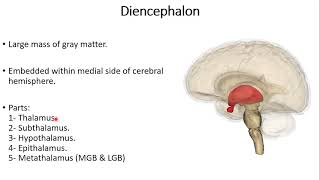 Diencephalon [upl. by Devine]