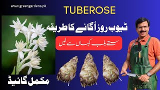 How to grow TUBEROSE Bulbs [upl. by Anitroc102]