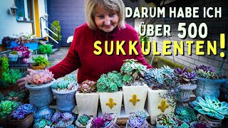 Sukkulenten Wunderland 😱 Die 500 Sammlung Deko Pflege Vermehrung und vieles mehr [upl. by Onileva]